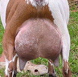 friend udder.jpg