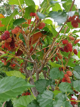 Mulberry.jpg