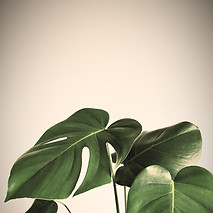 green leaves on white background_edited.