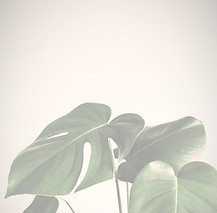 green leaves on white background_edited_