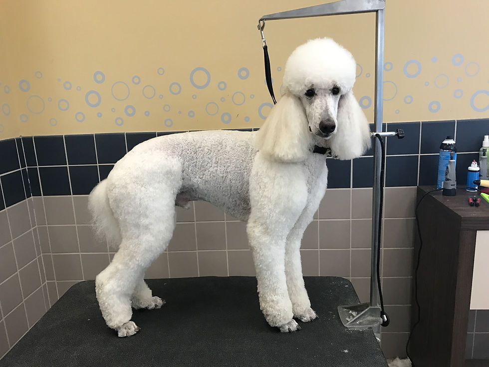 Standard Poodle - After
