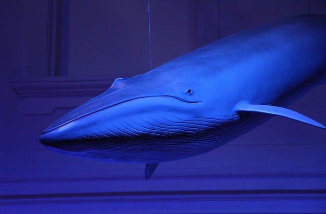 Planète Mer - Scénographie d'exposition - Quai des Savoirs - Toulouse