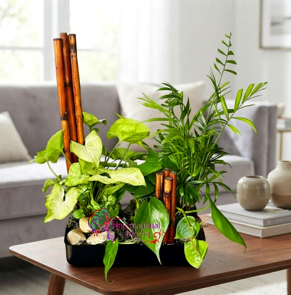 Zen Garden Plant