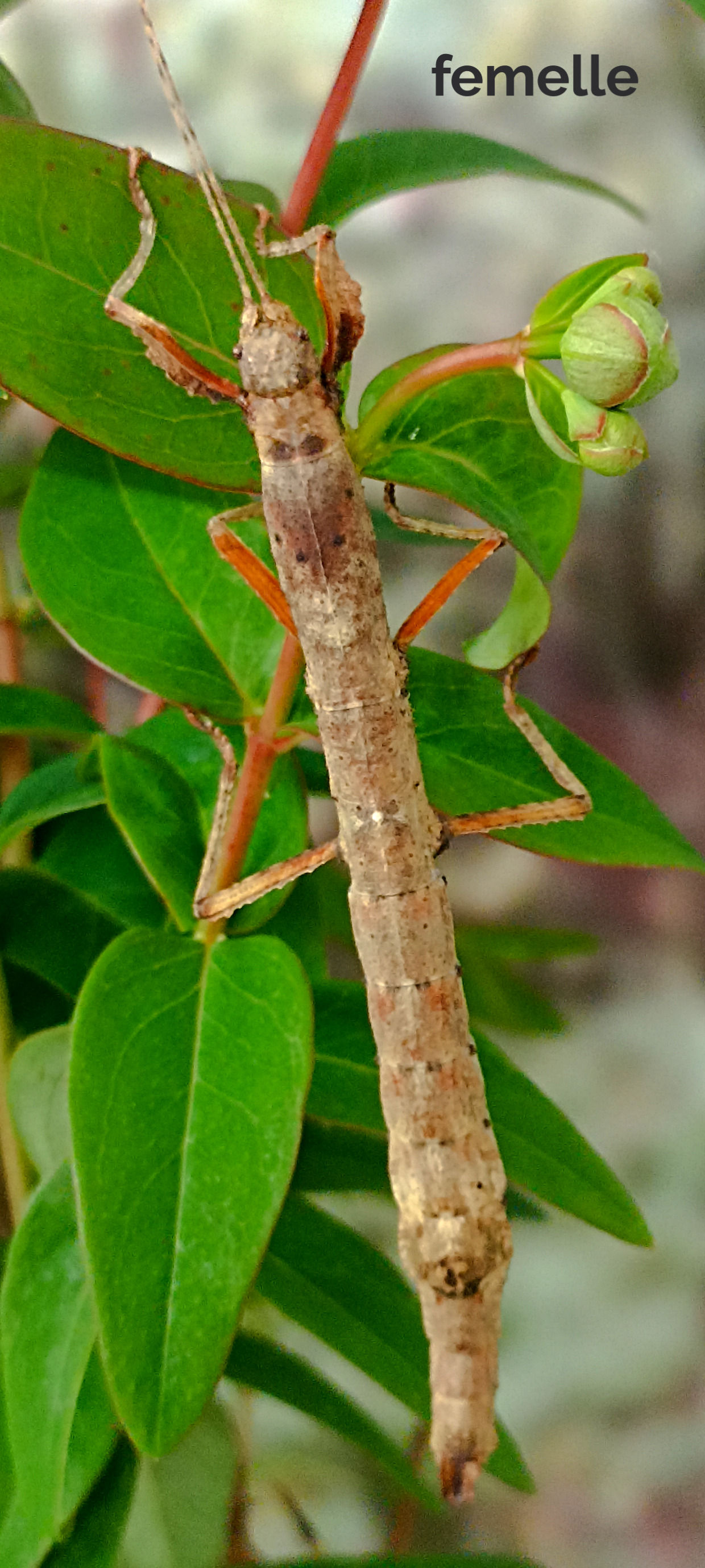 Sigaruphasma bouladoui "Samaná"
