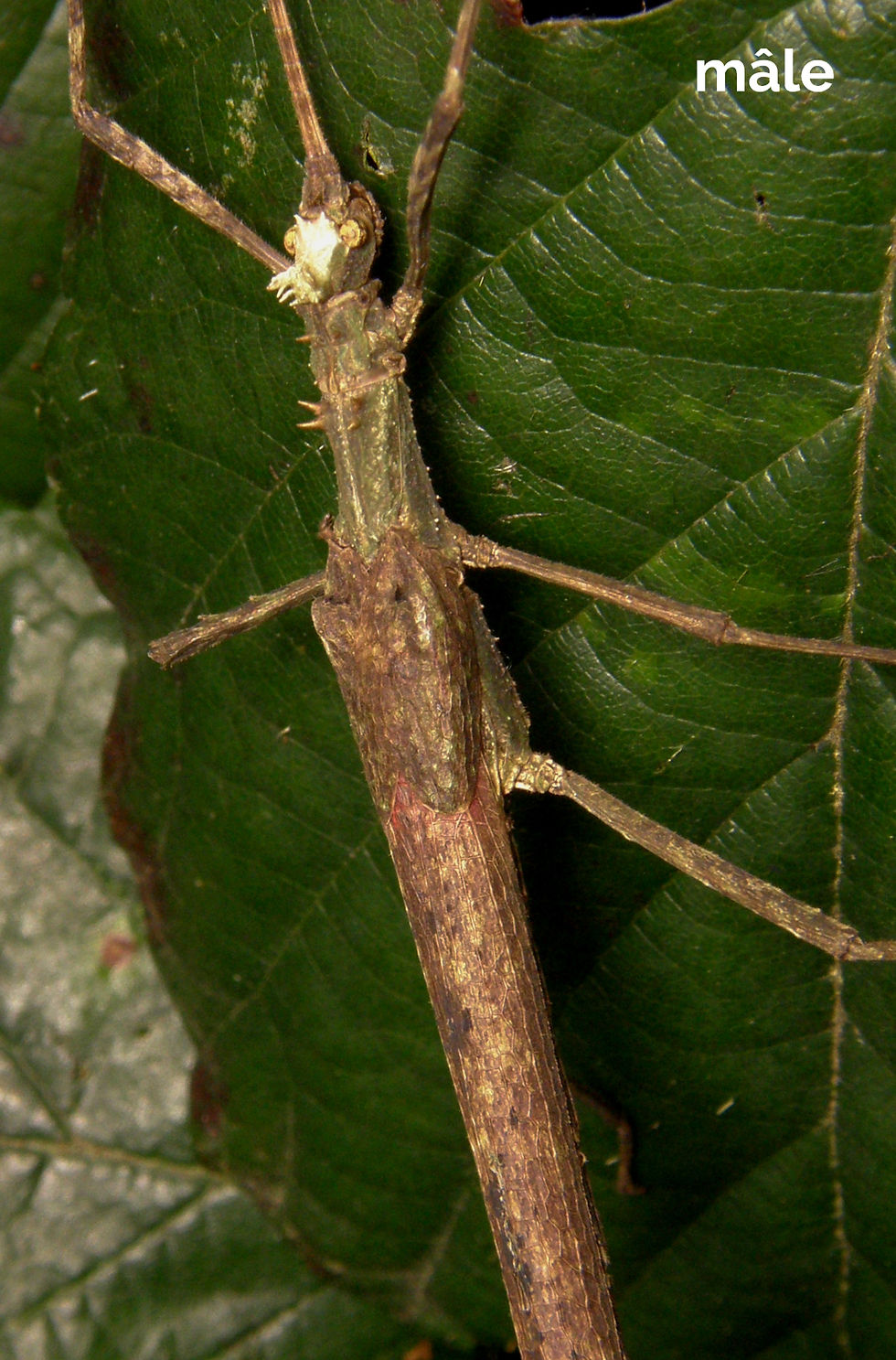 Miniature : Creoxylus spinosus