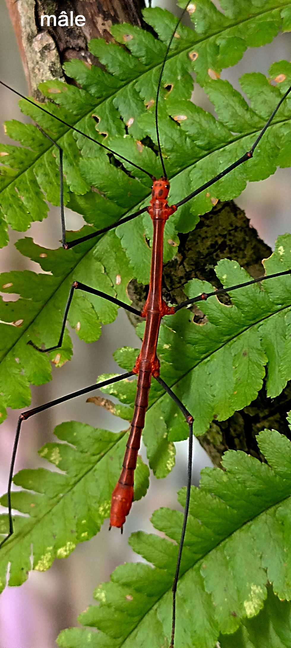 Miniature : Oreophoetes peruana