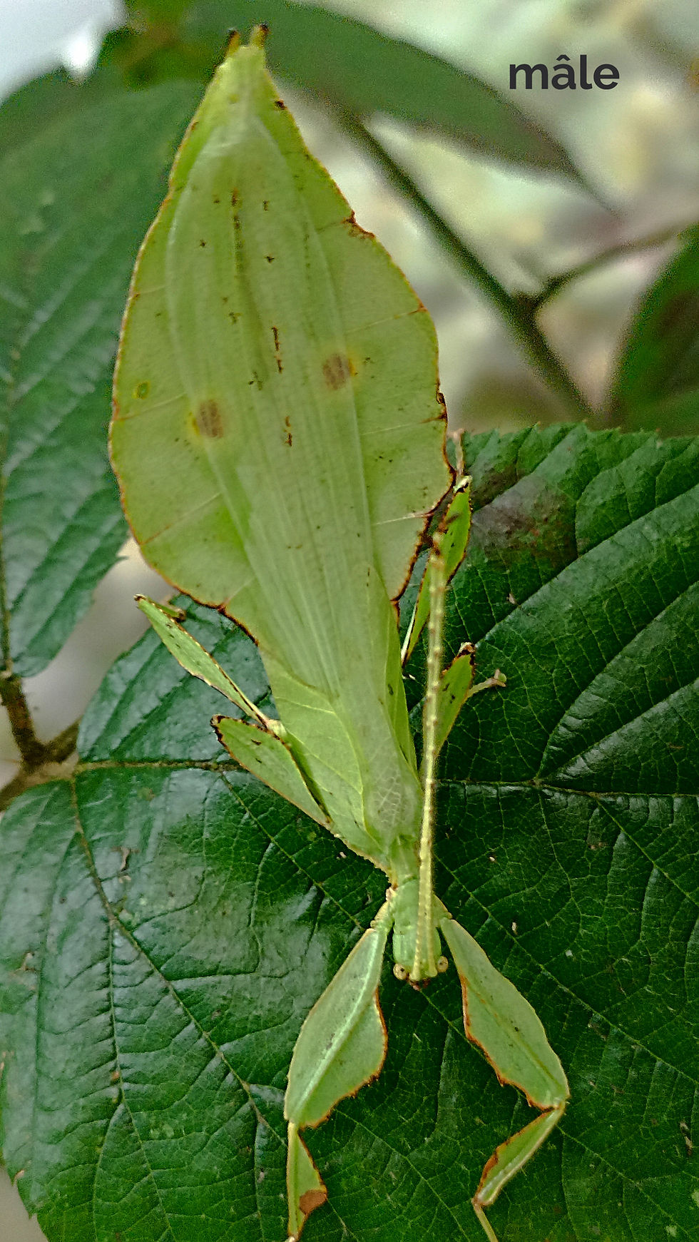 Miniature : Cryptophyllium sp "Xishuangbanna"