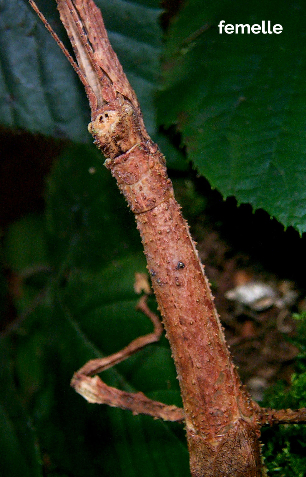 Miniature : Pterinoxylus crassus