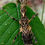 Miniature : Aretaon sp "Palawan"
