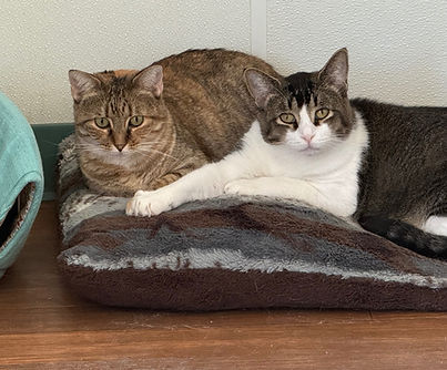 Carolina and Jason_edited.jpg