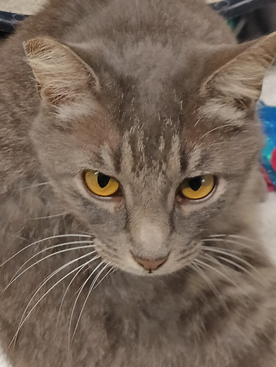 Indigo