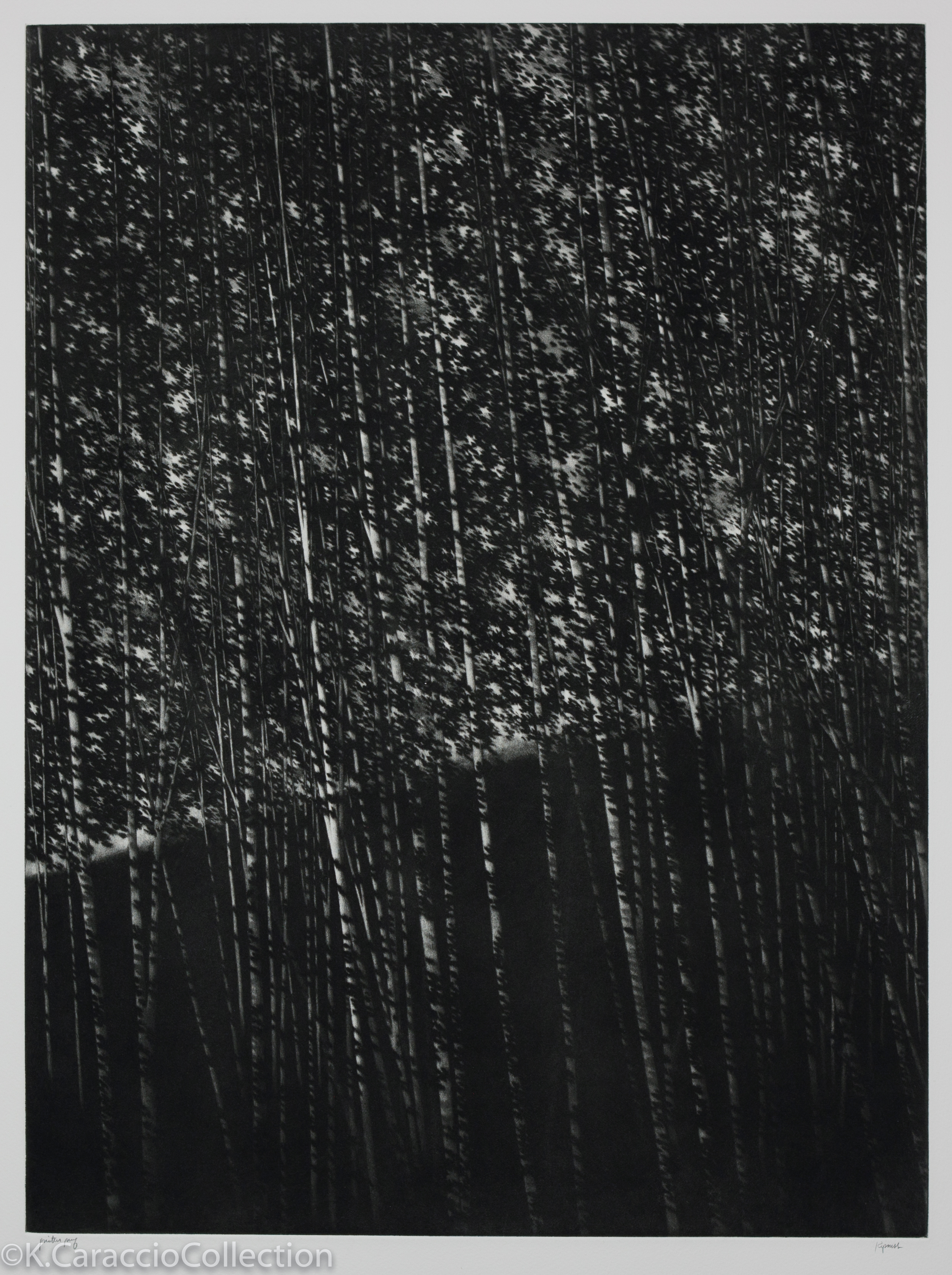 The White Forest, 2000