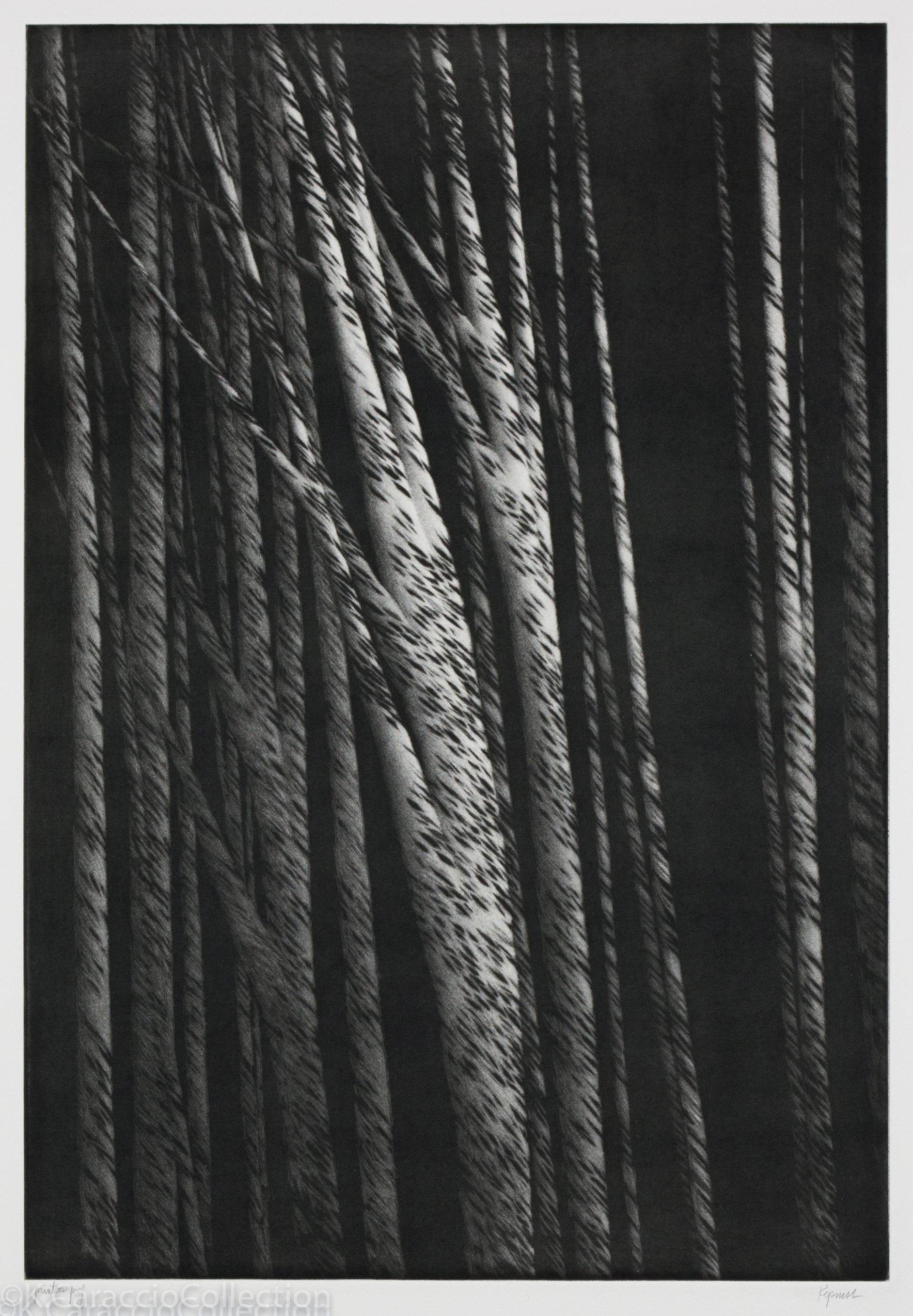 Tall Trees at Night, 2001
