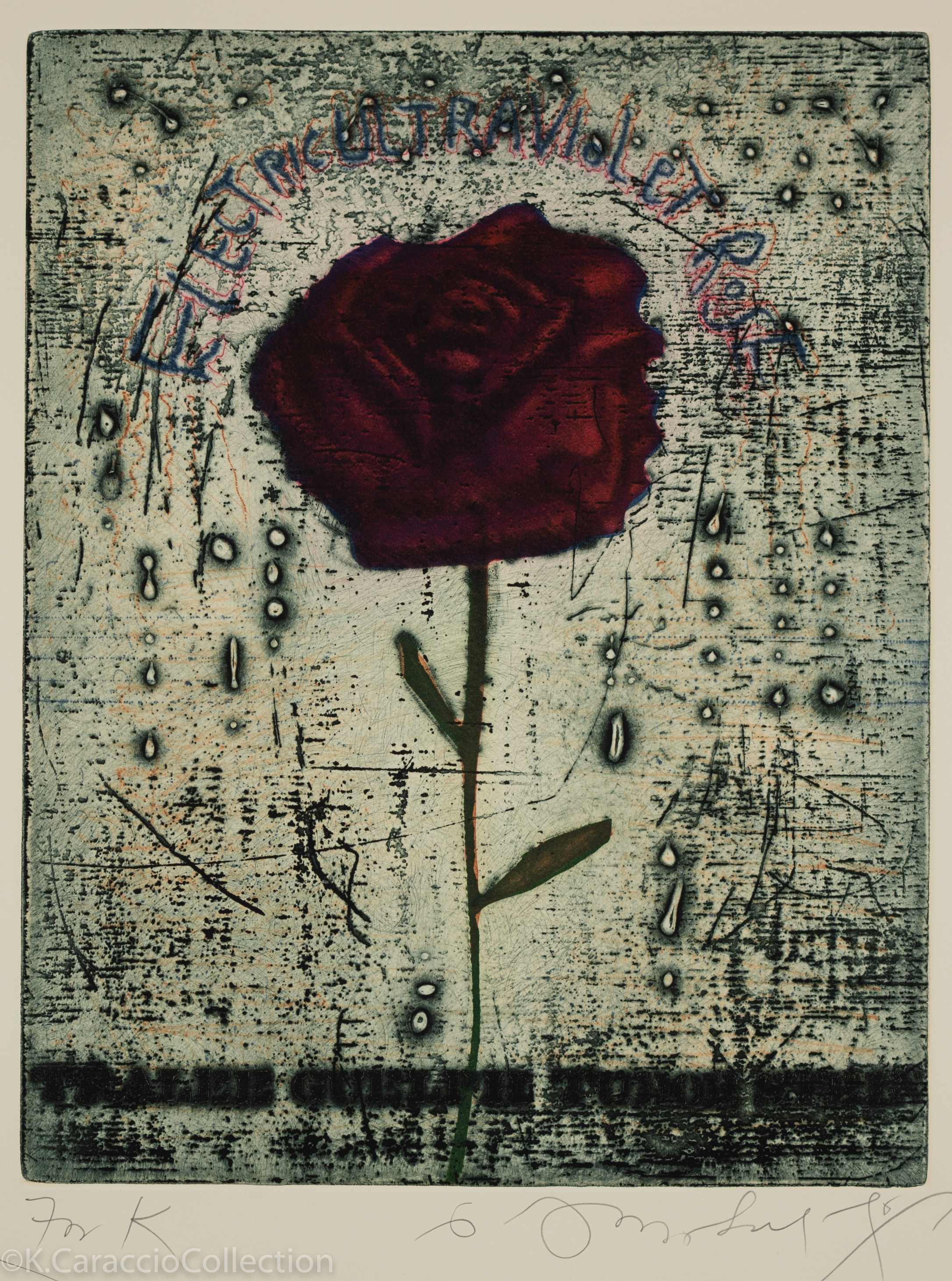 Electroviolet - Rose, 1975