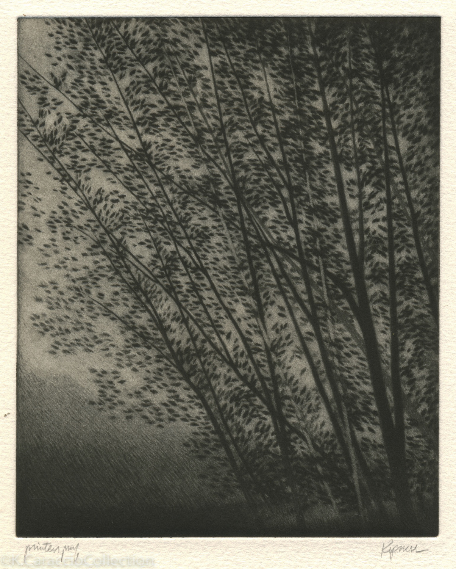 Two White Trees, 1997