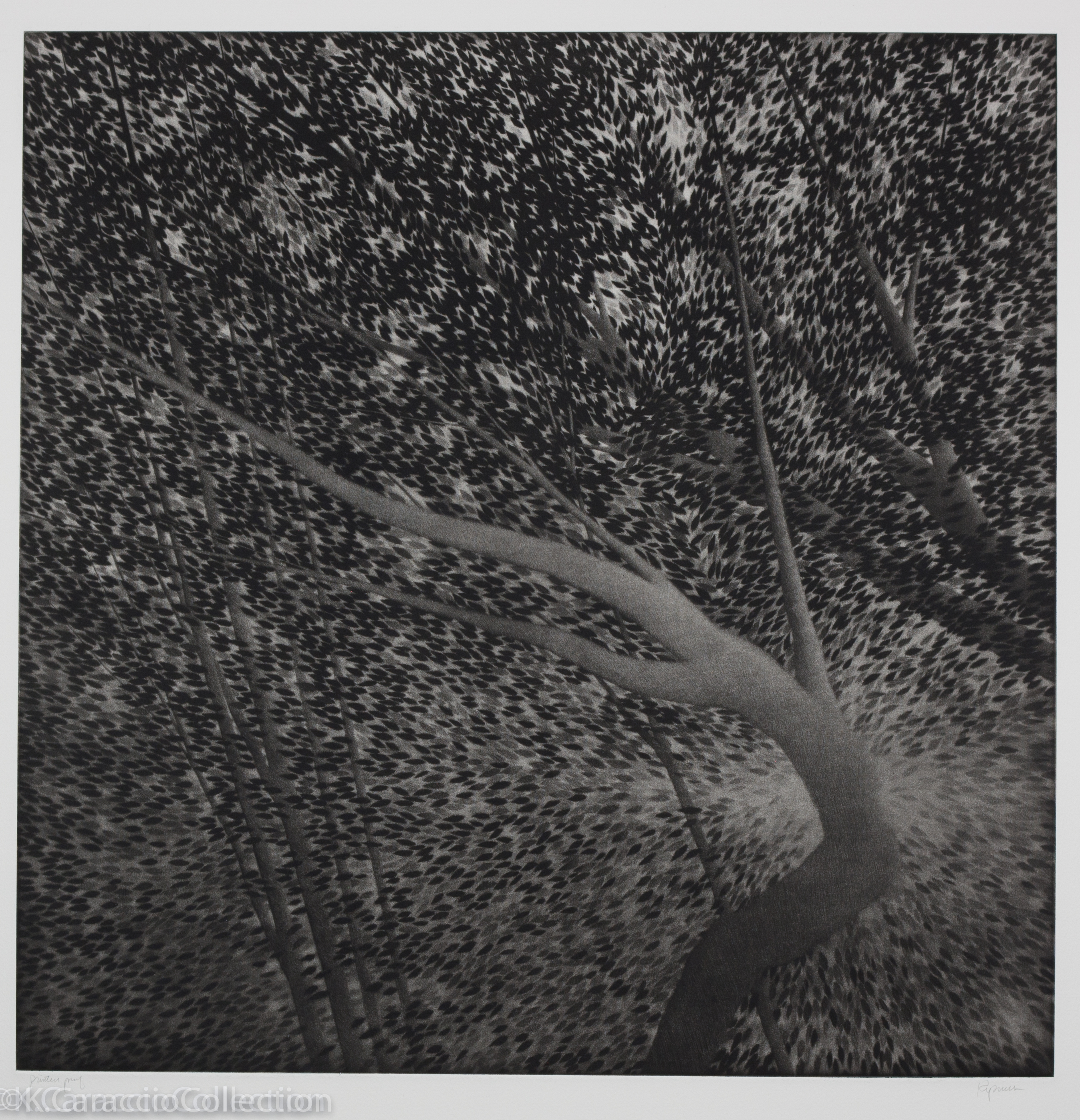 For Stella, A Song of Leaves