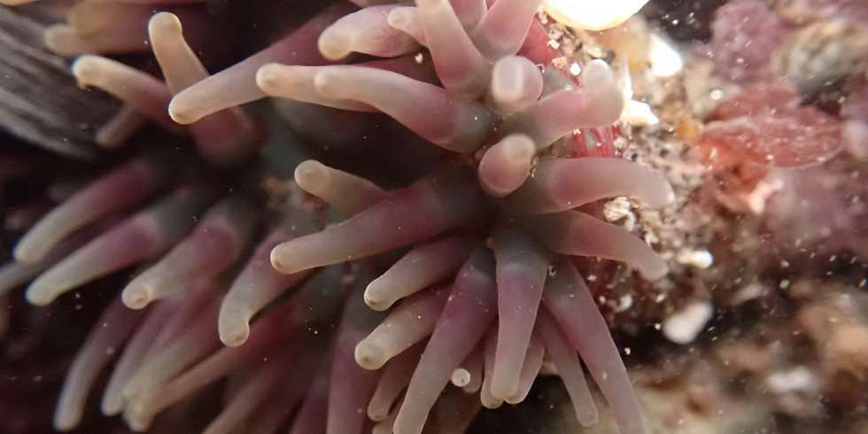 Explore the Intertidal Zone (CNC 2021)