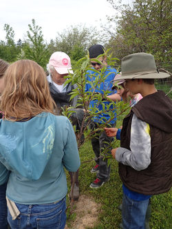 Planting tree