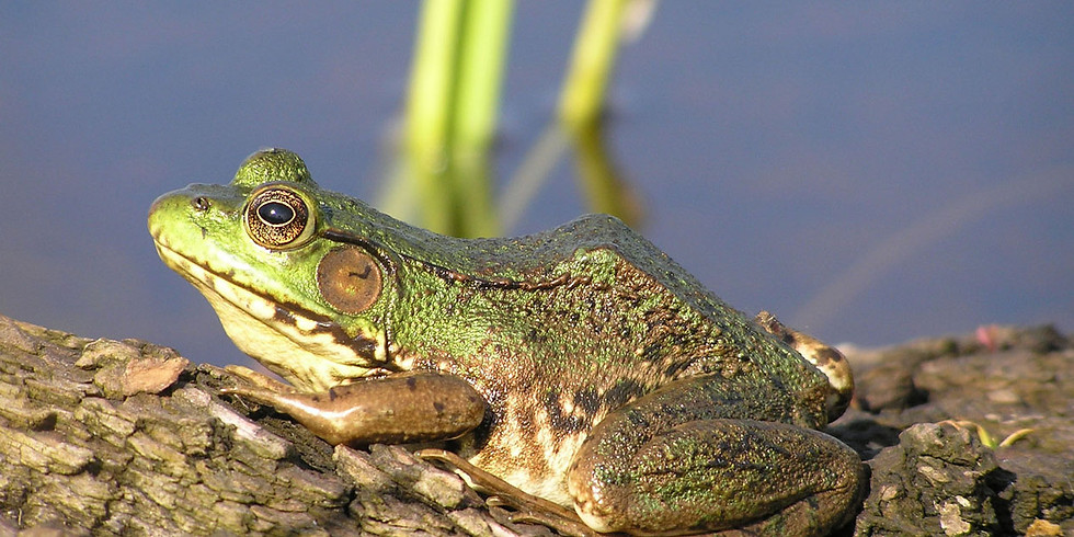 Explore the Middleton Wetland Restoration Site