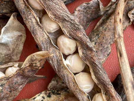 Seed saving - easy!