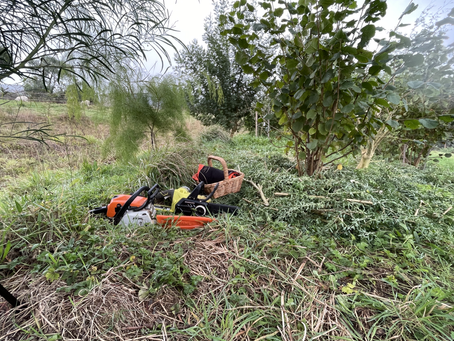 More chopping in the food forest