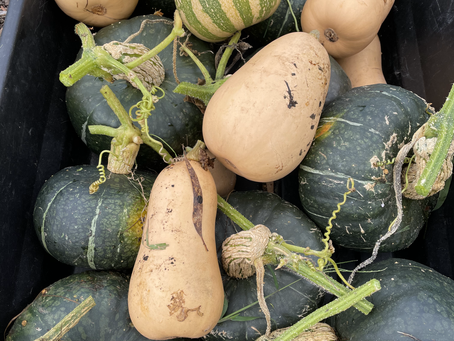 Pumpkins aplenty!