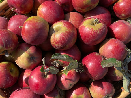 The apples are in!