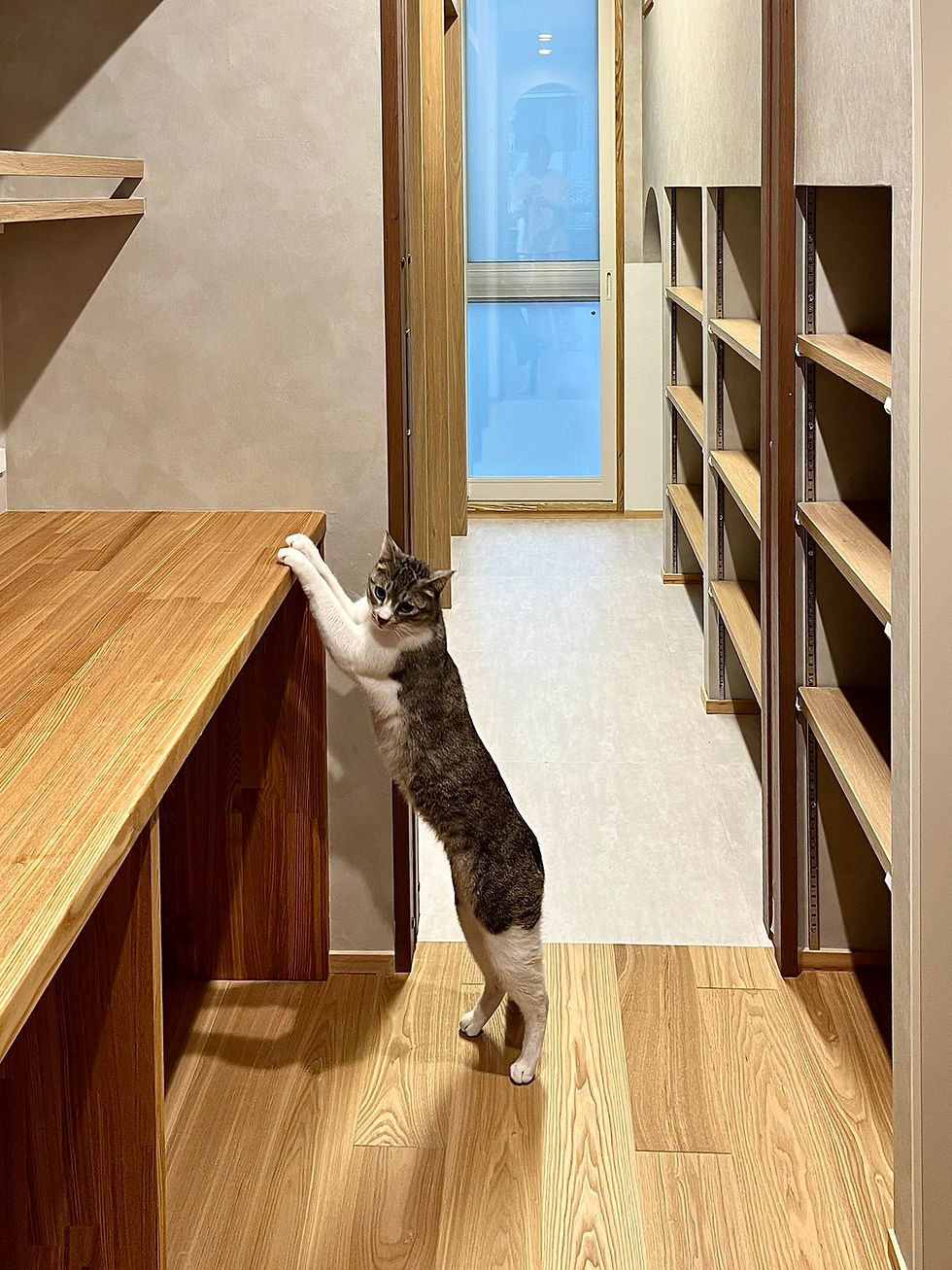 机に脚をかける猫