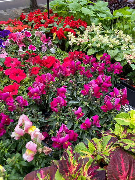 IMG_0516.jpeg