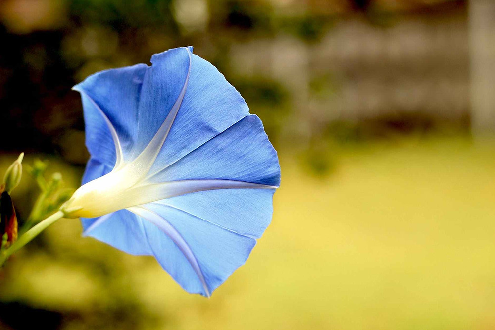 bell flower bloom blossom flora