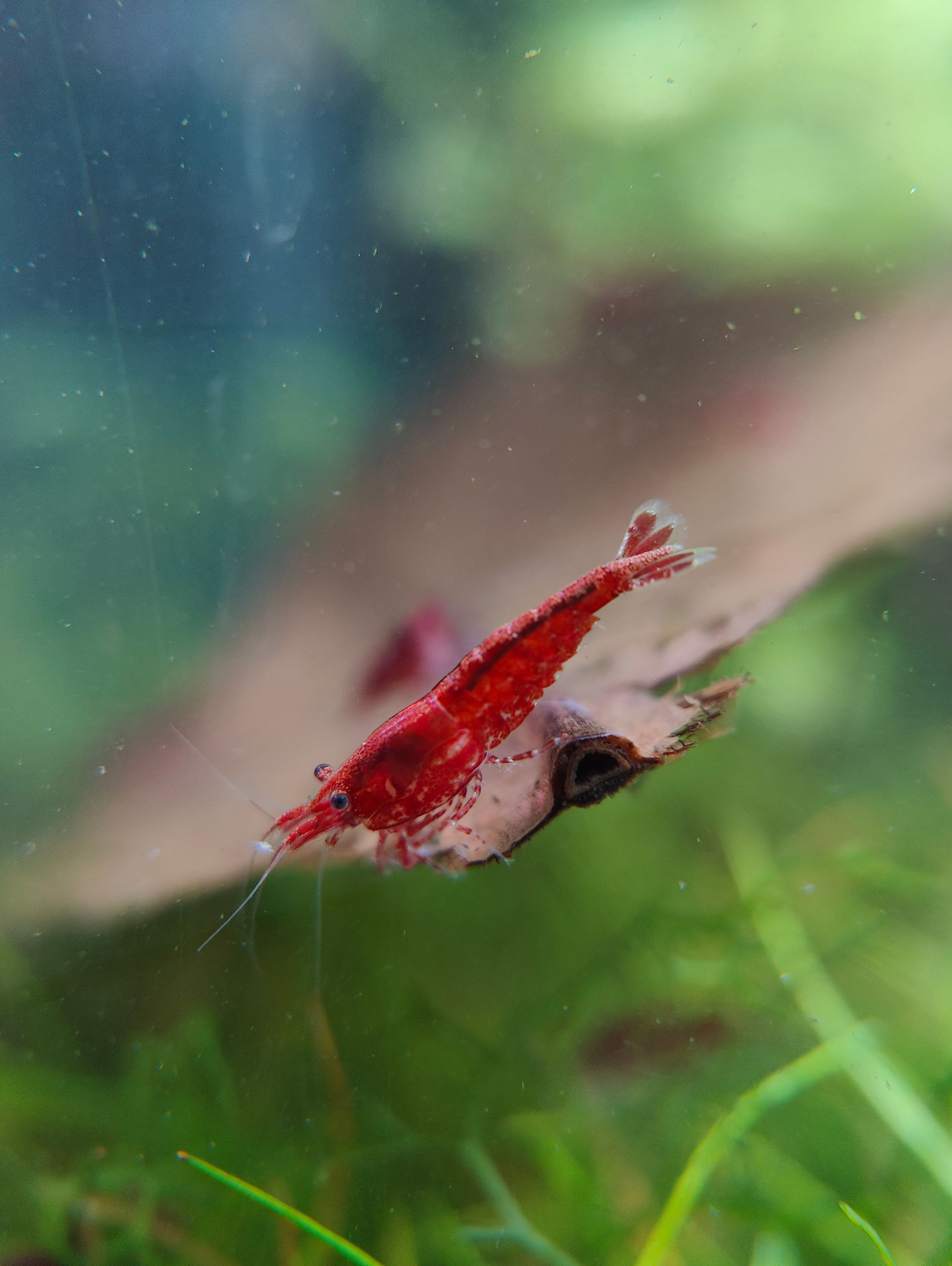 Crevette neocaridina red sakura