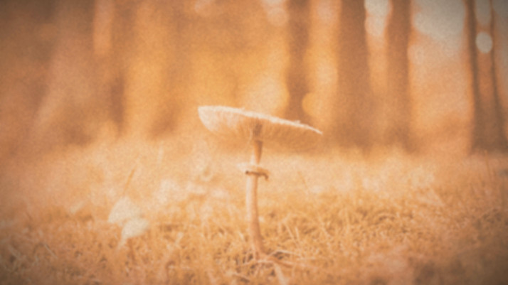 selective focus photo of mushroom_edited