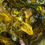 Thumbnail: CHARTREUSE HELIOTROPE