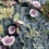 Miniature : LIVING WALLS