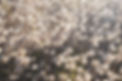 Soft-Light-2-small.jpeg