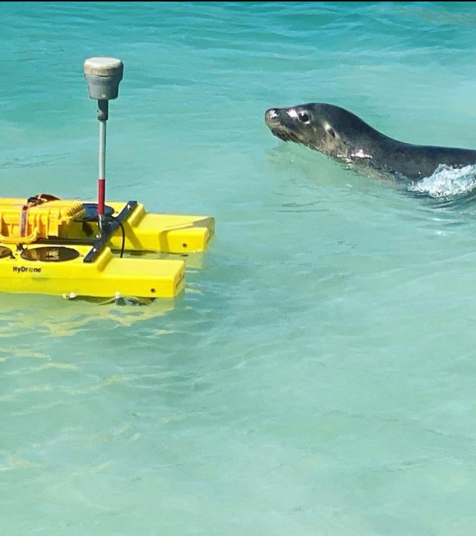Halrey Dykstra hydrones being checked out by a suspicious seal.