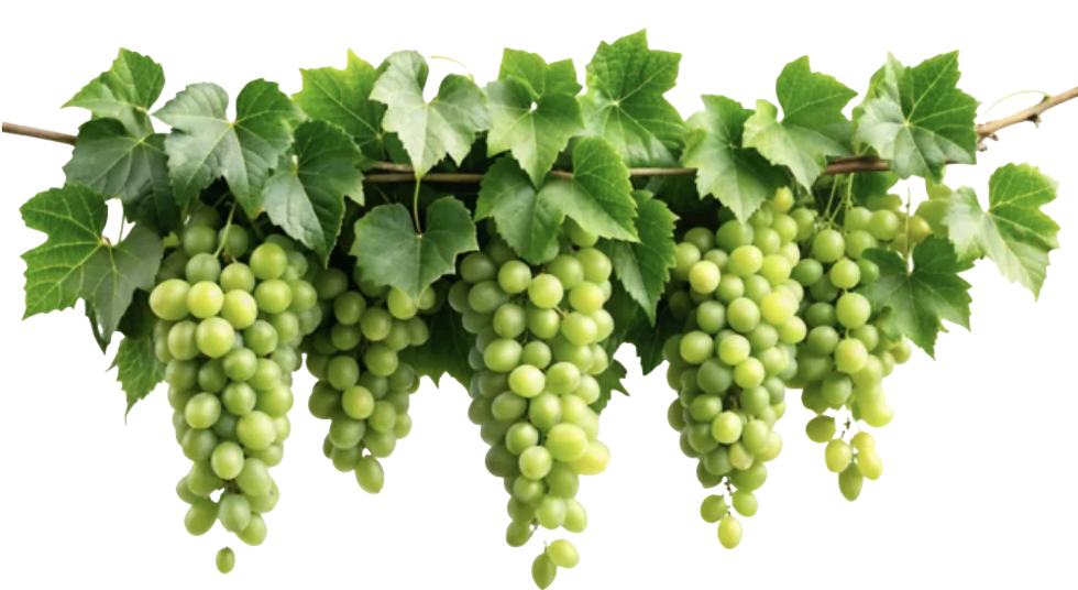 hanging grapes