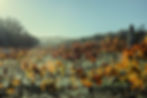 Autumn vines at Bridgetown Winery