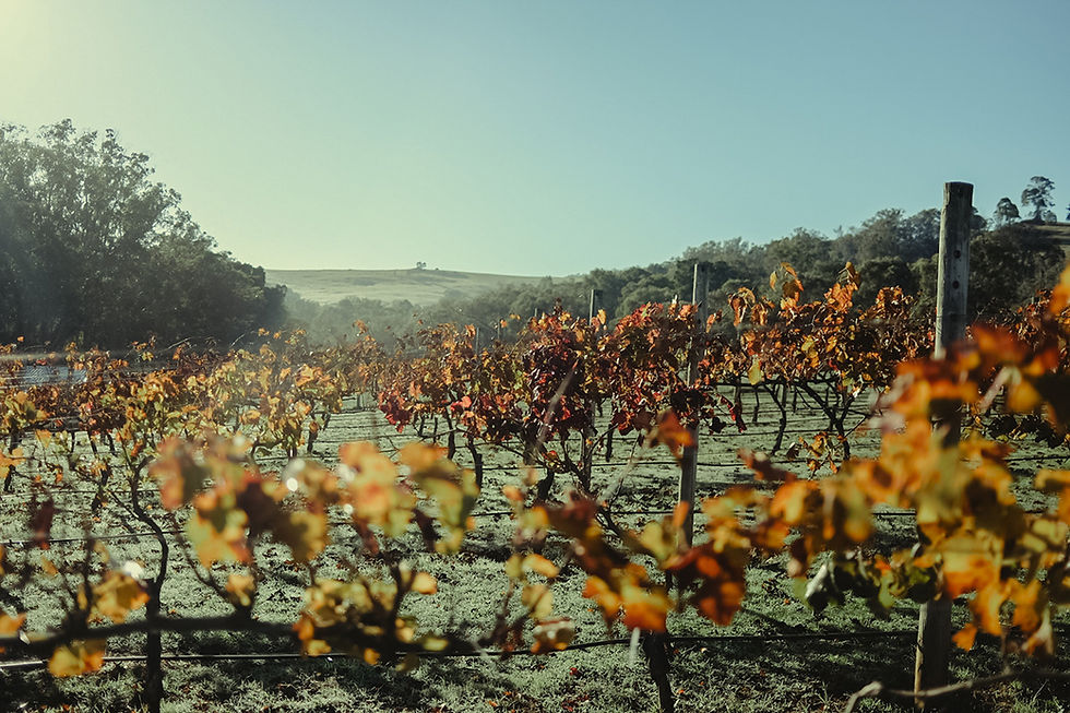 Autumn vines at Bridgetown Winery