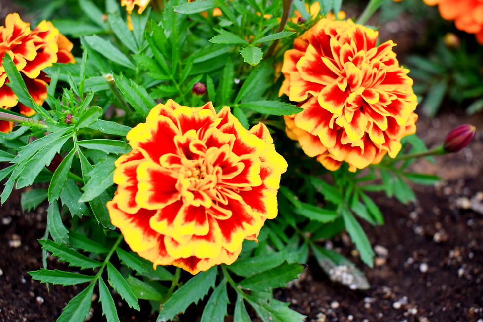DSC_0097_edited.jpg