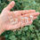 Thumbnail: Clear Quartz Necklace Macrame