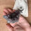 Miniatura: Ametista Drusa