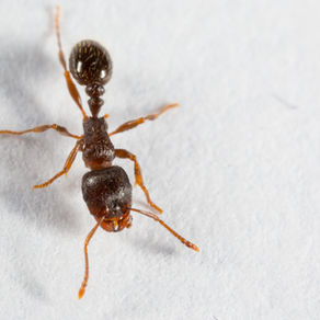 Expert Tips for Effective Pest Control Solutions Before You Call An Expert