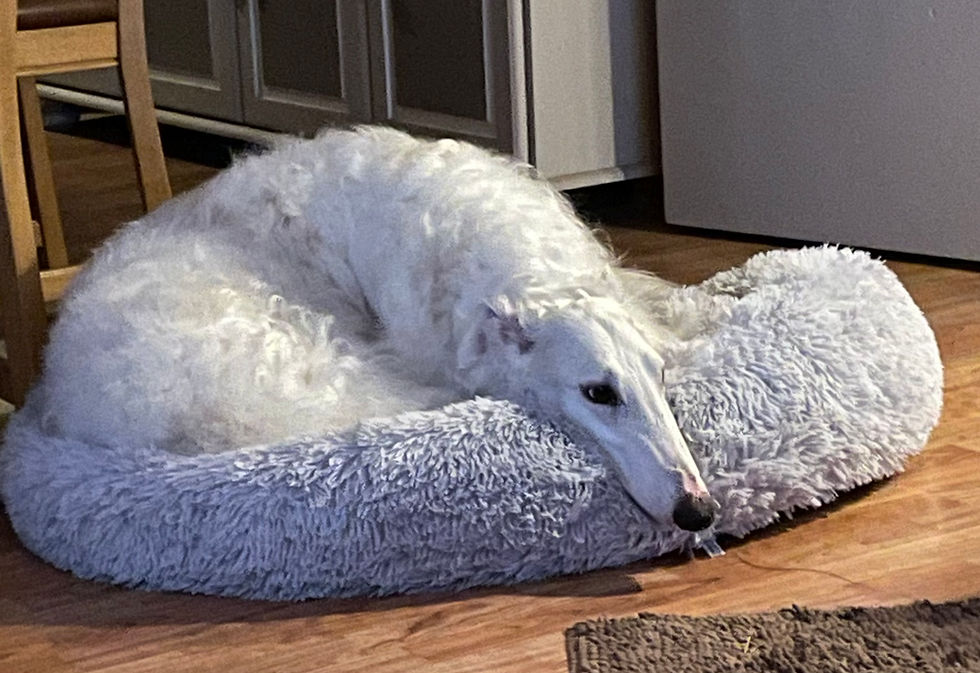 approve of this dog bed