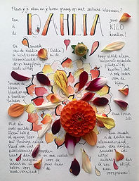 Beeldcolumn Dahlia.jpeg