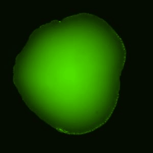 pegDex-gif.gif