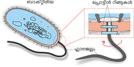 Flagellum.png