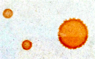 Ringlike stains formed on a coffee table. They are called coffee rings.