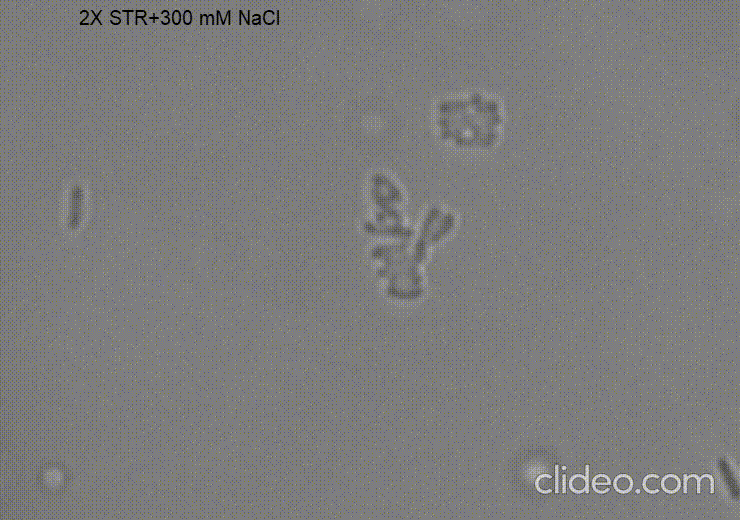 supplementary-video-2_ApQNYAuQ.gif