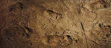 1280px-Laetoli_footprints_replica.jpg